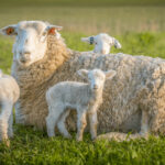 13 Signs a Sheep Is Pregnant