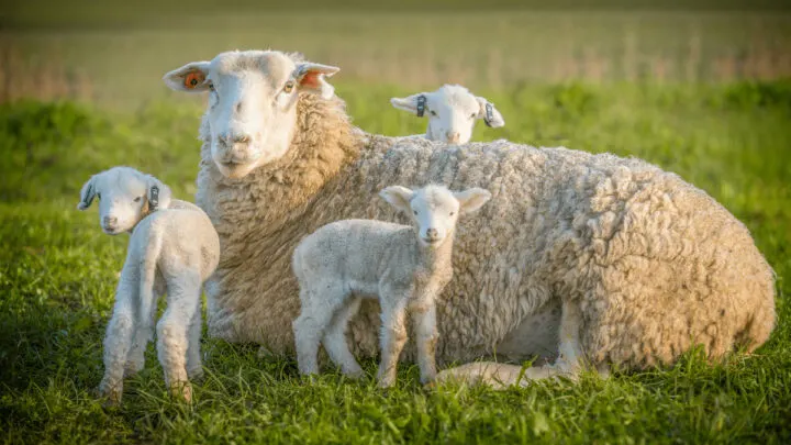 mother-sheep-and-3-lambs-resting-on-the-grass