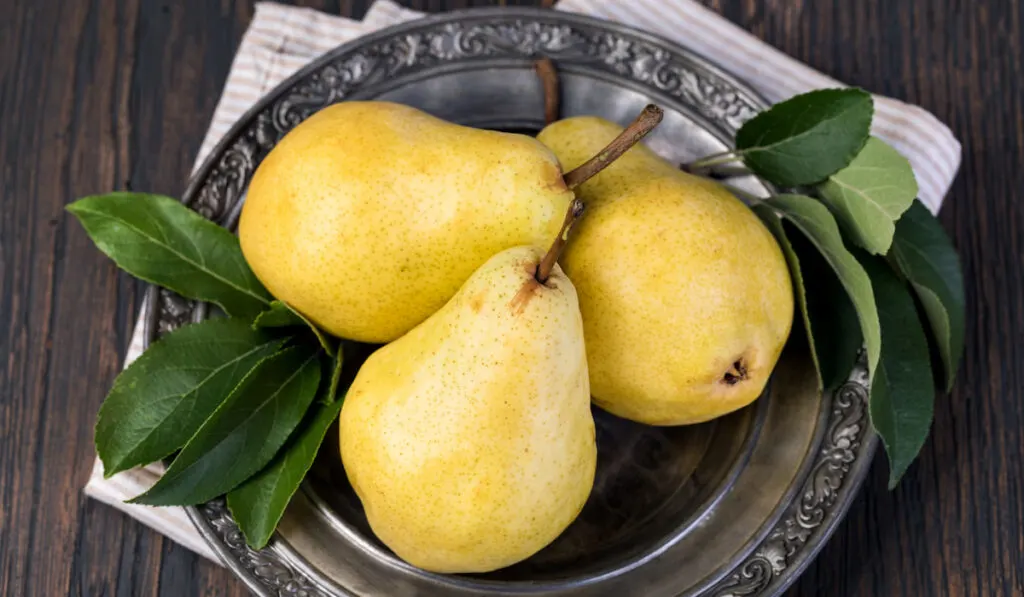 pears with leaves on silver plate 