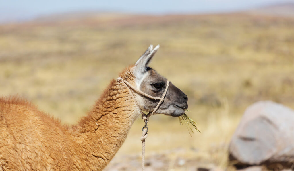 portrait photo of llama on blurry farm background
