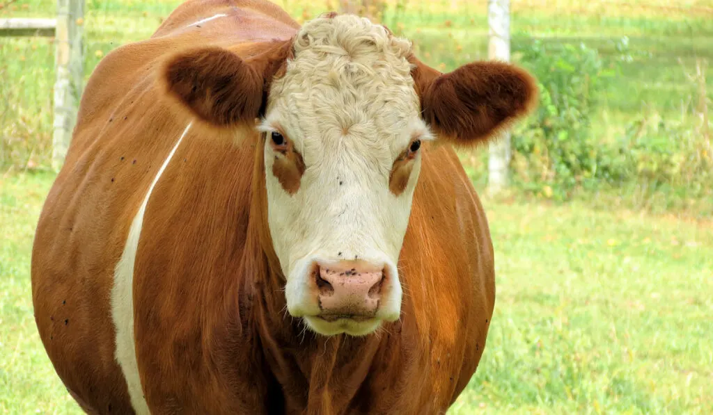 pregnant brown cow closeup photo 