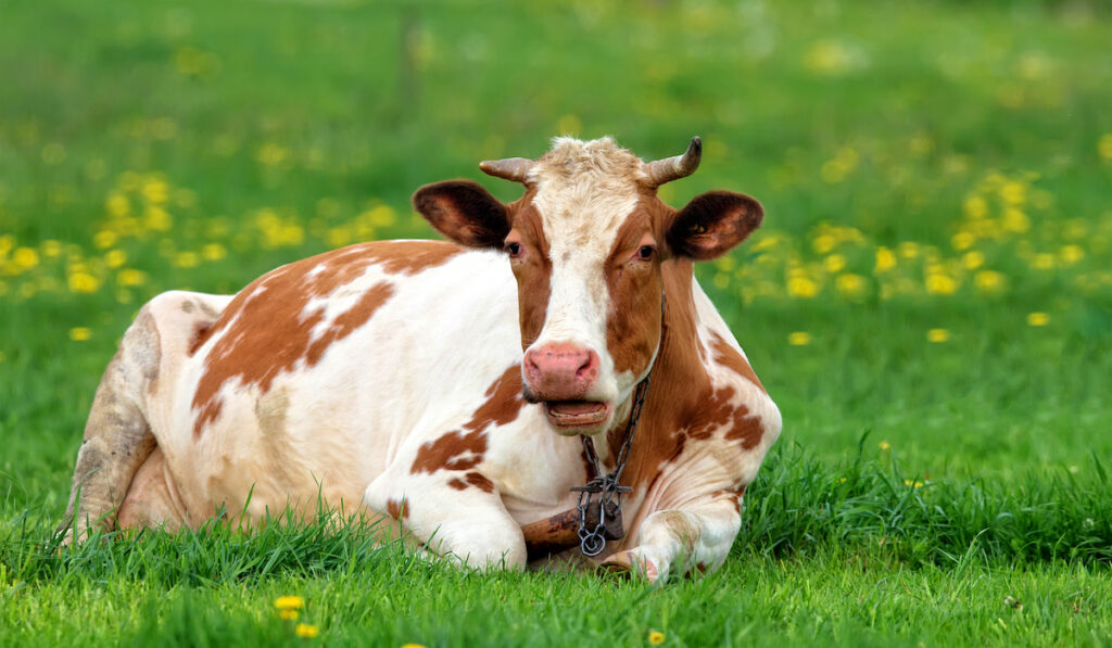 pregnant cow resting in meadow 