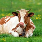 5 Unmissable Signs That a Cow Is Pregnant