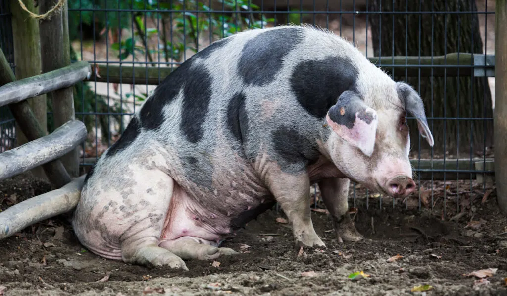 pregnant pig resting 