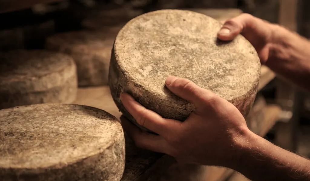 production of Toma cheese, man holding a whole wheel of toma cheese 