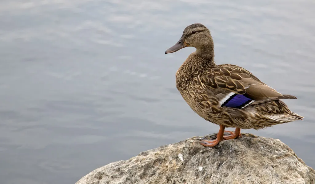 rouen duck standing over the stone near lake