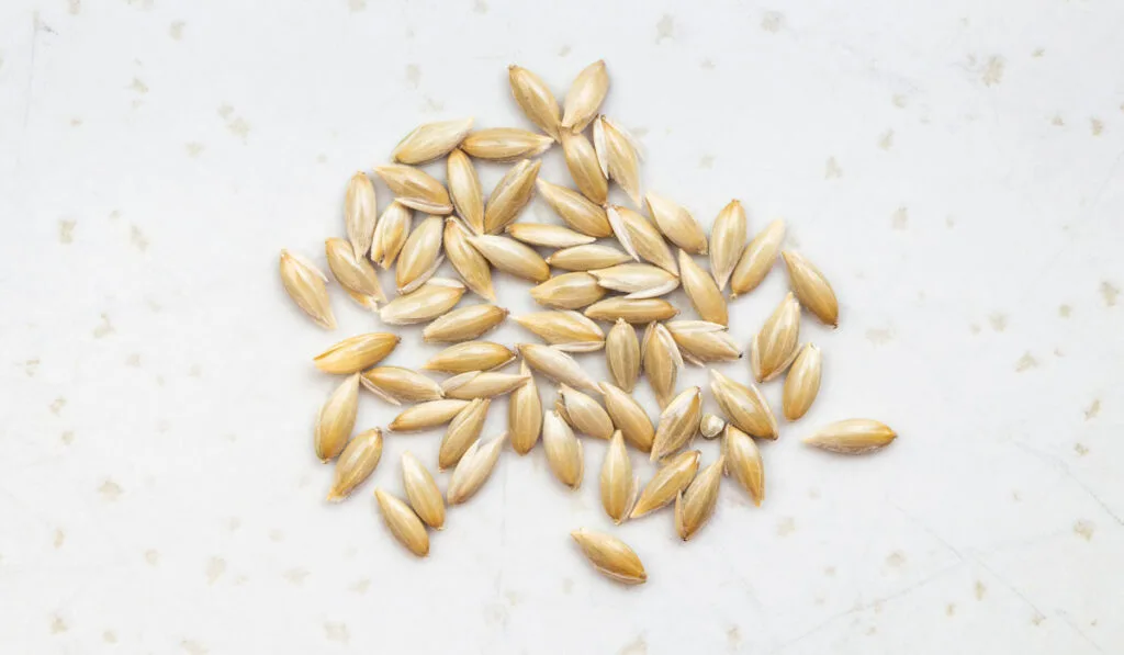 several scagliola canary seeds close up on gray background