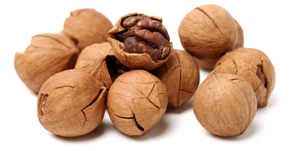 shagbark hickory nuts on white background