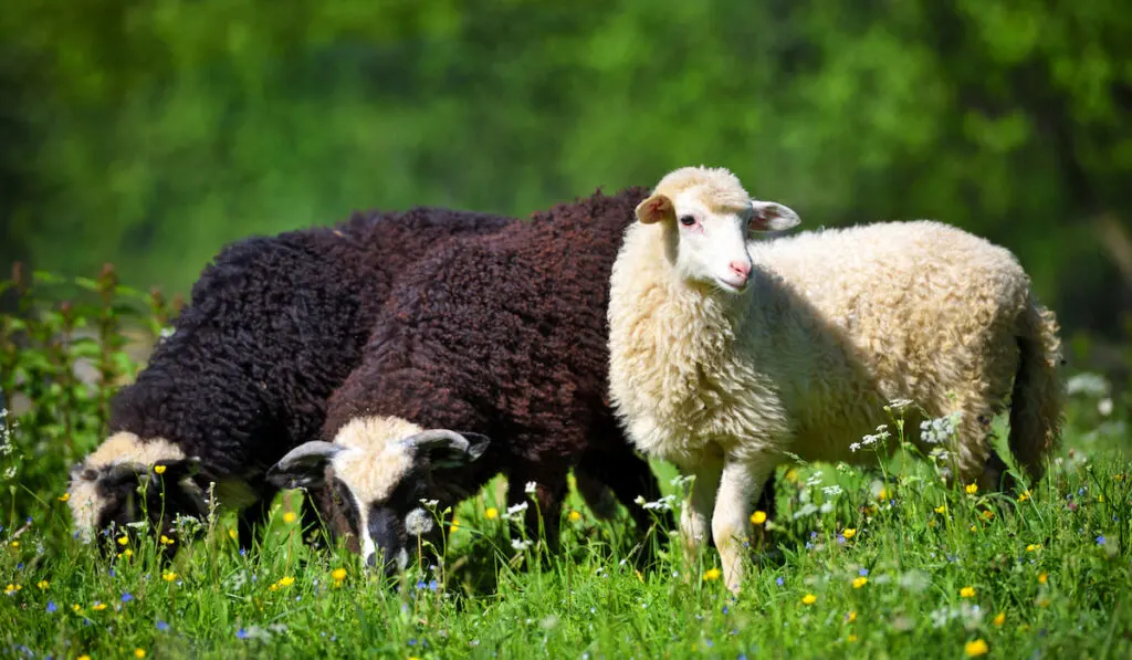 sheeps in a meadow on green grass eating grass 