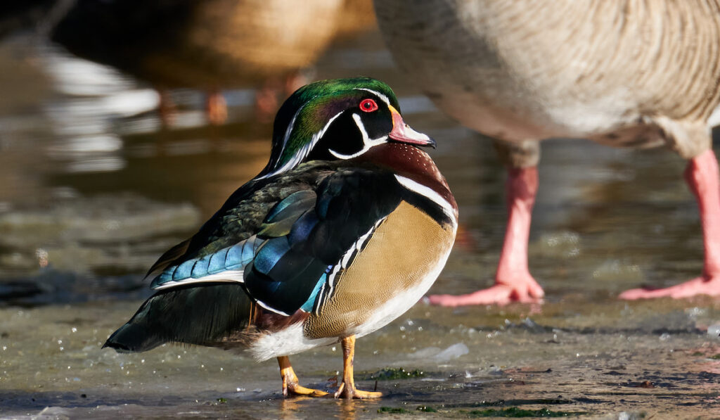 side view image of Wood duck along with other ducks