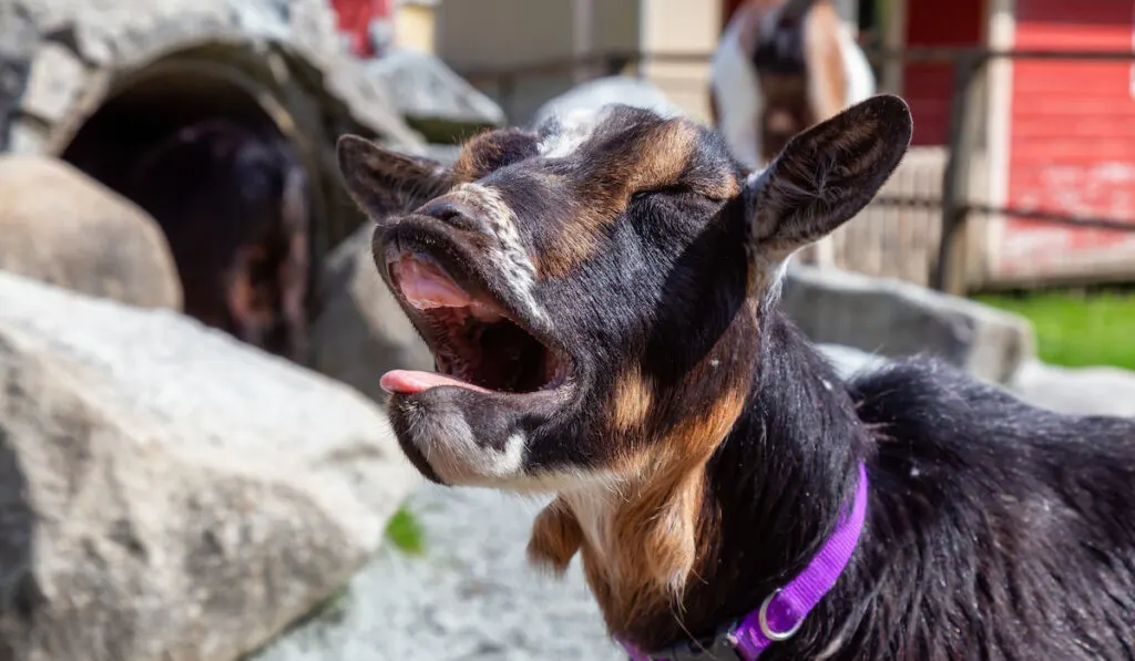 silly goat mouth open pose