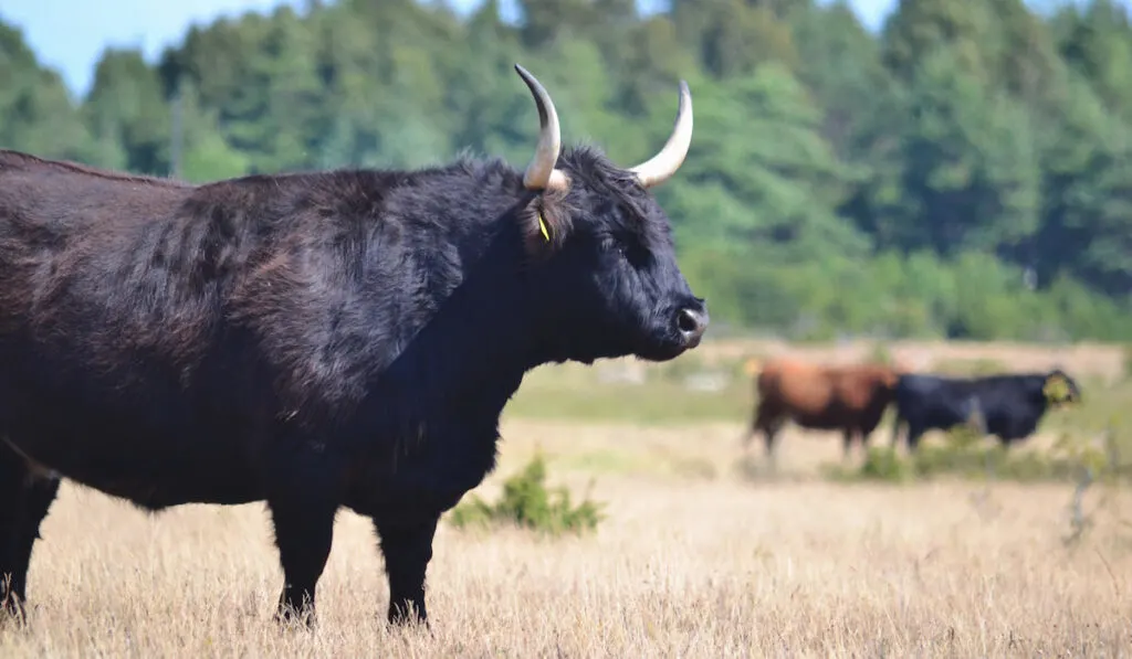 steady black bull on grass field and other bulls on background