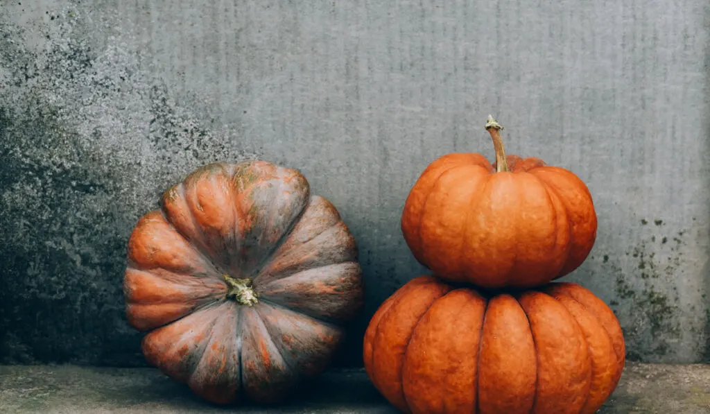 three big pieces of whole pumpkins on dirty wall