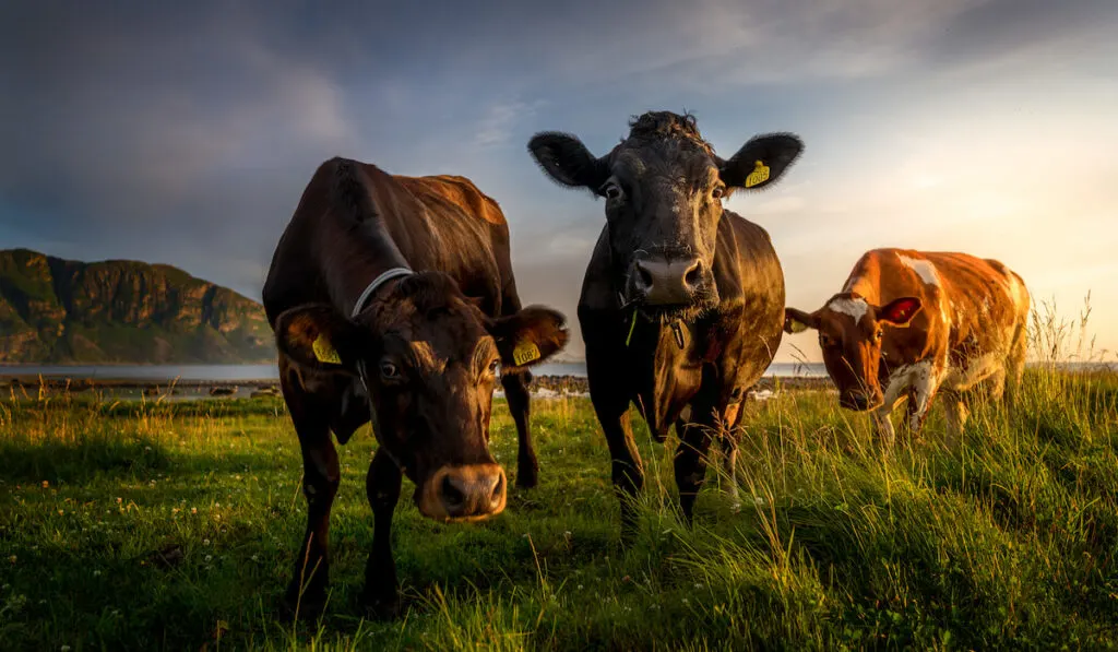 three cows in grass field during sunset 
