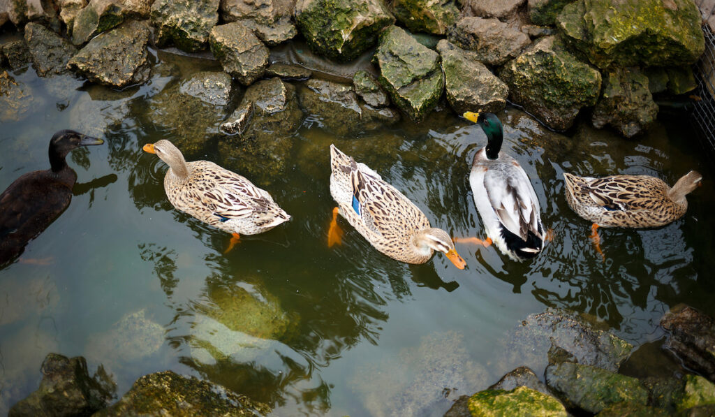 group of ducks swimming in a manmade pond 