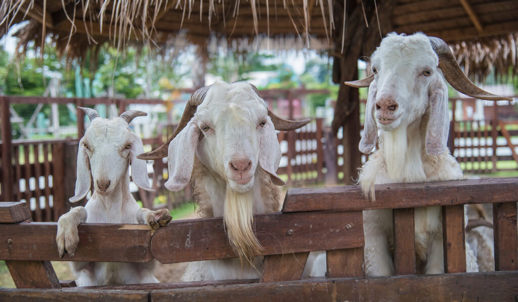 three young white goats standing on fence farm 