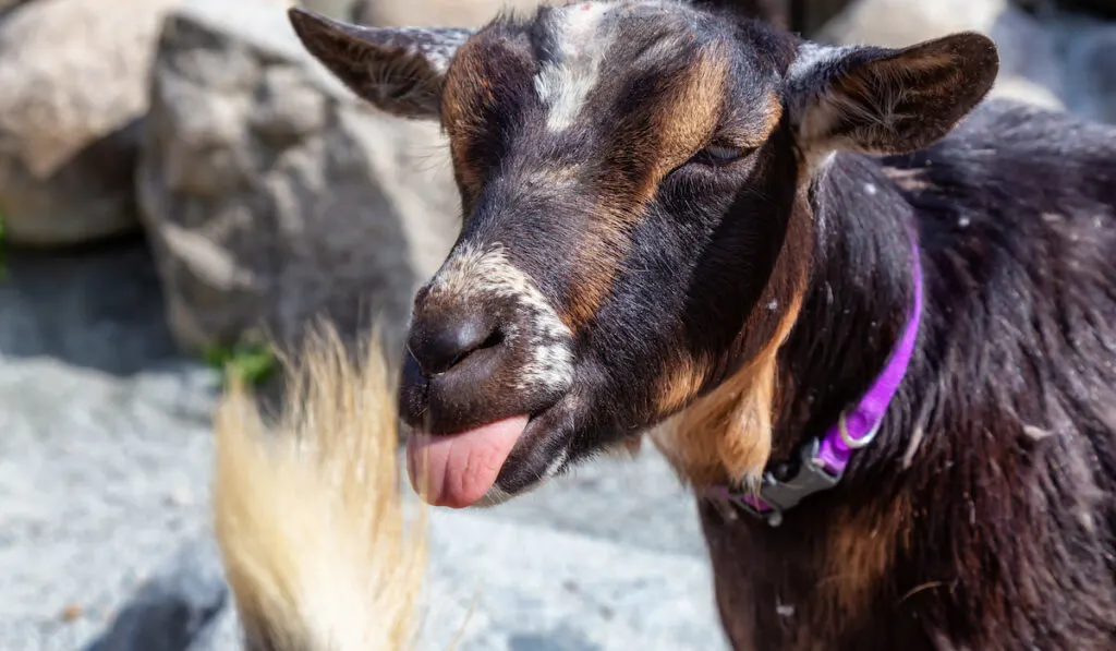 tonged out of a Goat in a Farm