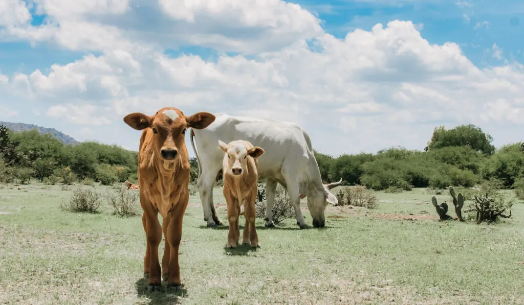 twin newborn calf with parent at grass