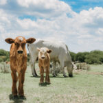 Can a Cow Have Twins and Nurse Two Calves?