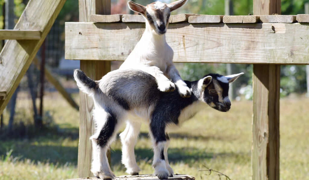 two Baby Goats Playing outside 