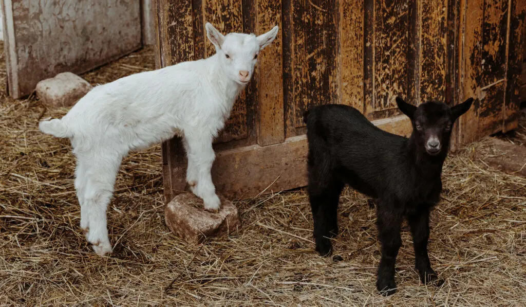 two Baby goats at the farm 
