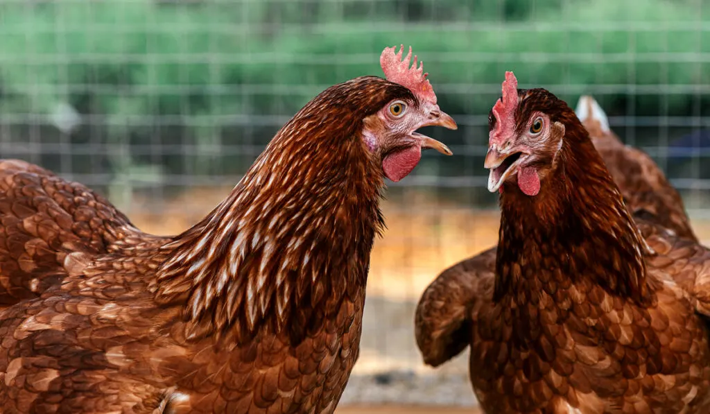 two Red Star chickens facing each other 