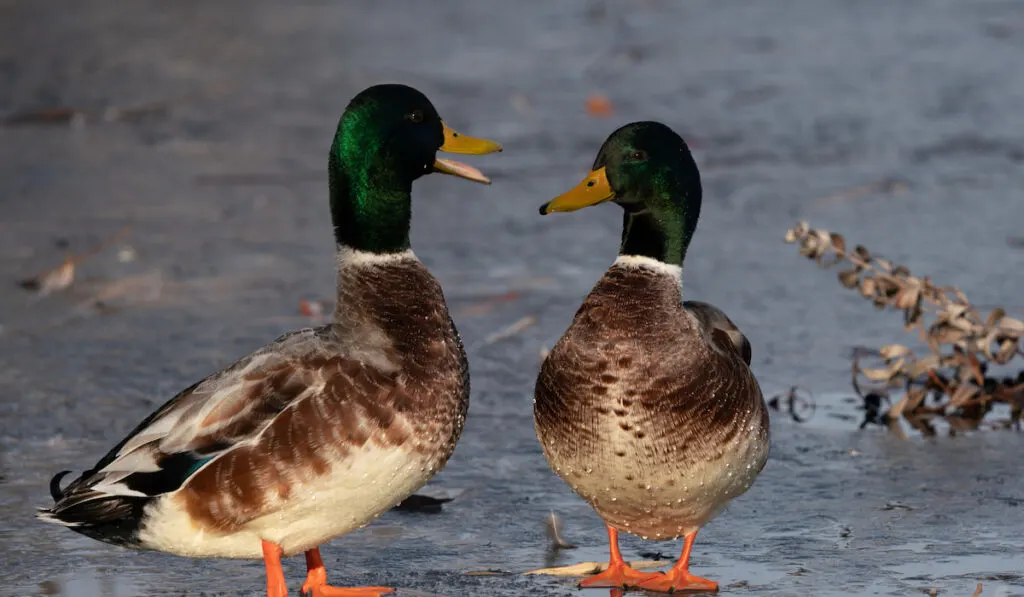 two  Welsh Harlequin duck facing each other