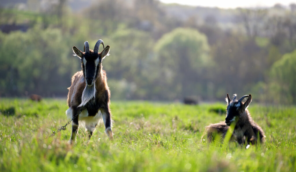 two alpine goats on green farm pasture on summer day feeding 