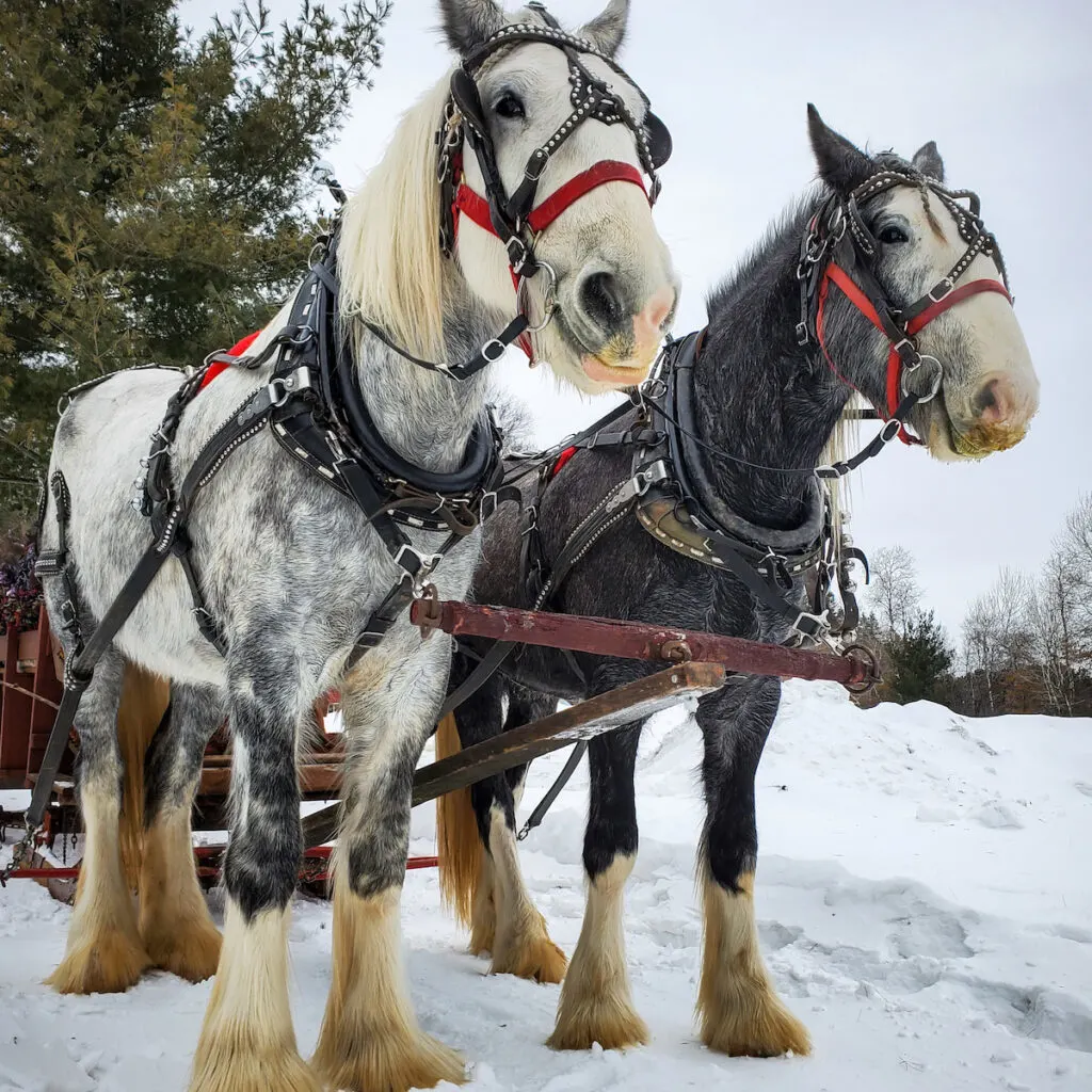 two beautiful Shire horses hooked up on sleigh through the snow 