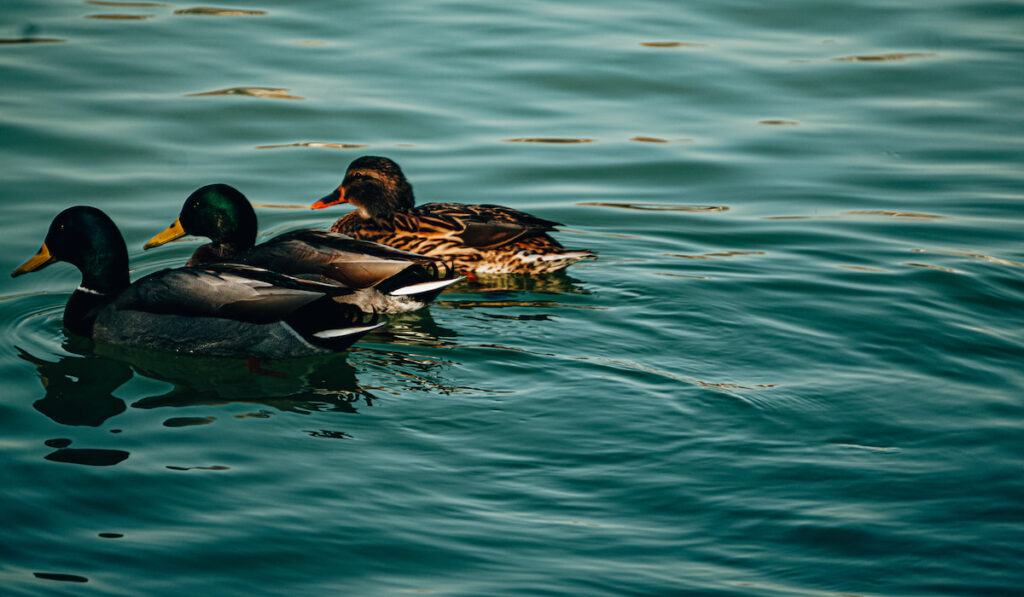 two black east indian ducks and other different breed of duck on lake 