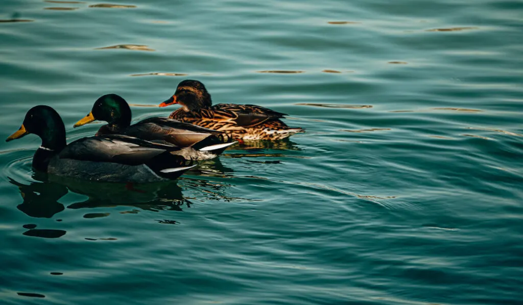 two black east indian ducks and other different breed of duck on lake 