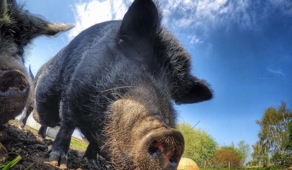 two black pigs outside on summer day 