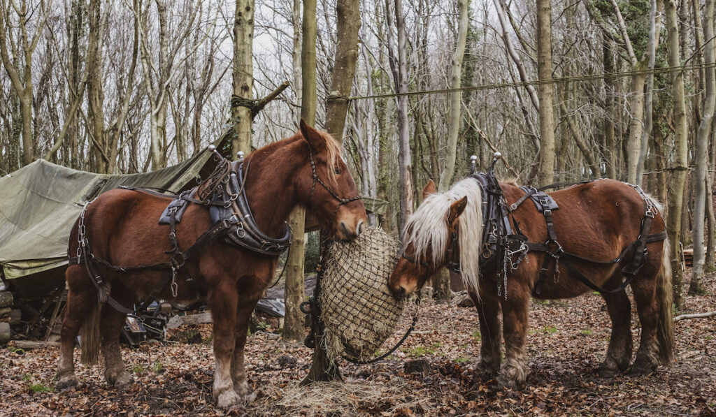 two brown comtois horses standing in a forest eating hay 