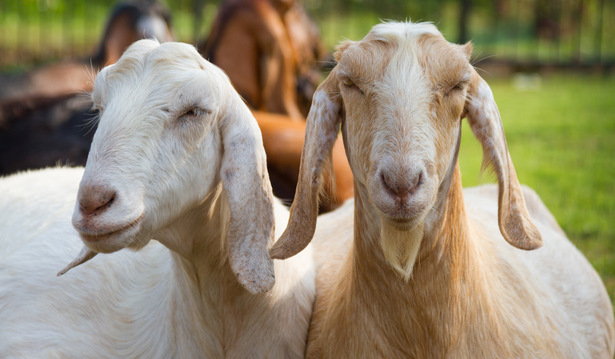 Can Goats Eat Bananas? (with 2 Treat Recipes) Farmhouse Guide