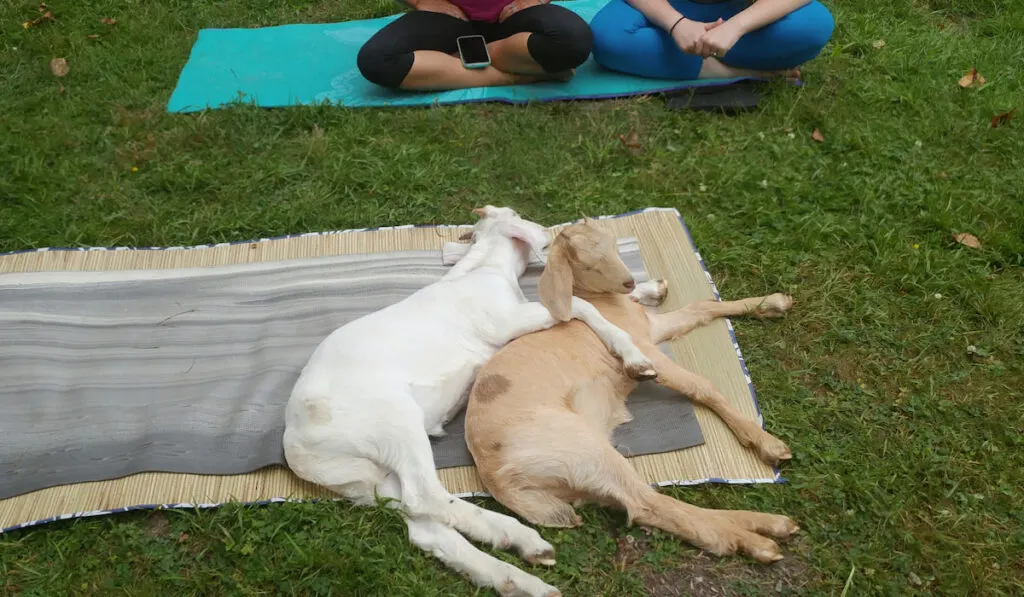 two cute goats resting on yoga mat with two people sitting on another yoga mat