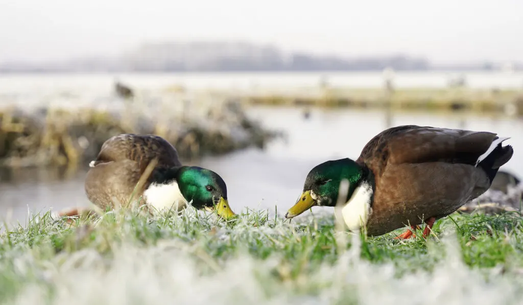 two ducks eating grass near the water 