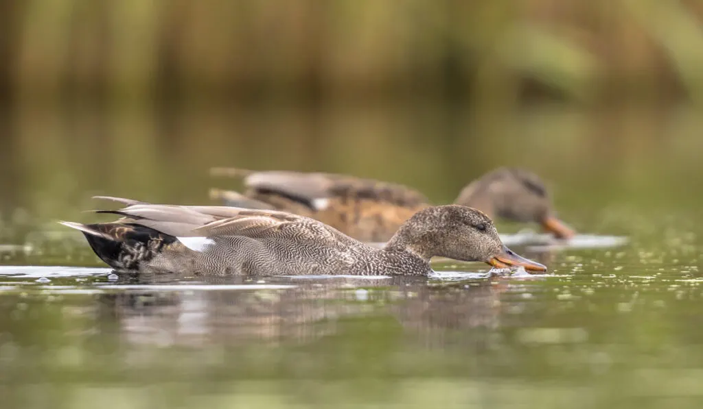 Male wild duck or Anas platyrhynchos
