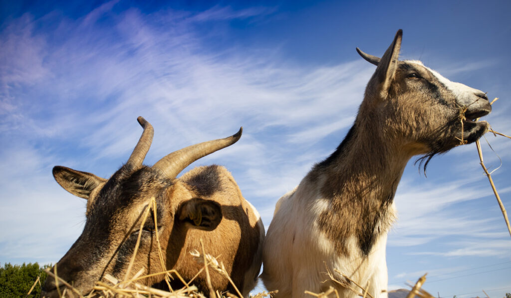 two goats resting and eating in an open field 