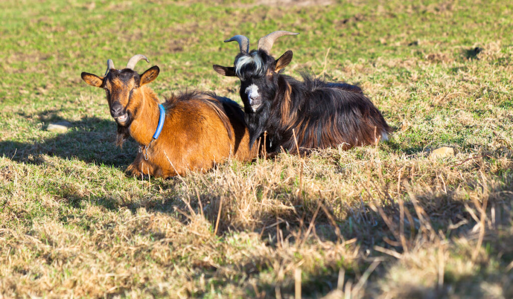 two goats resting on grass field 