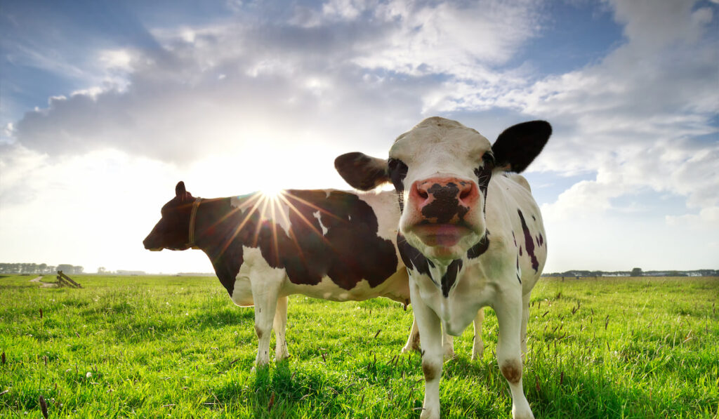 two milk cows on sunny green pasture 