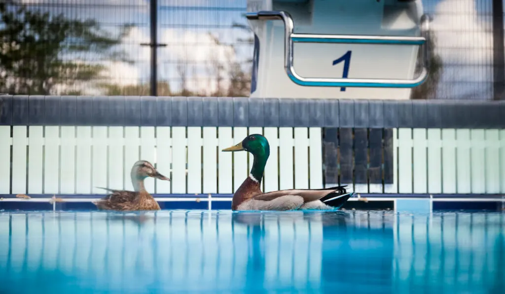 two wild ducks enjoying swimming in the pool 