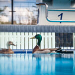 Are Chlorine Pools Safe for Ducks?