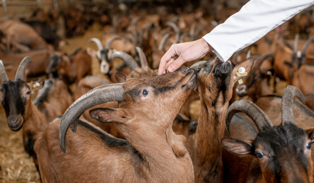 veterinarian checking bunch of goats