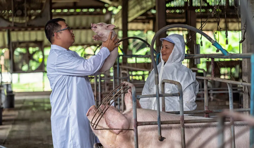 veterinarian with assistant checking piglet and mother pig