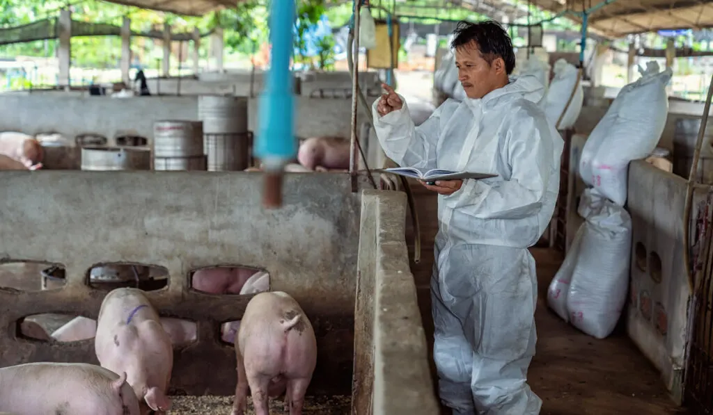 veterinarian working and checking the pig while eating 