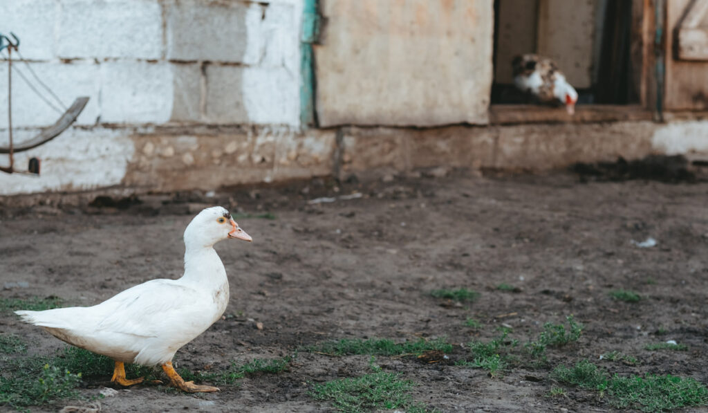 white duck walks on the farm 
