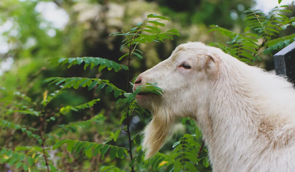 white goat eating plant leaves