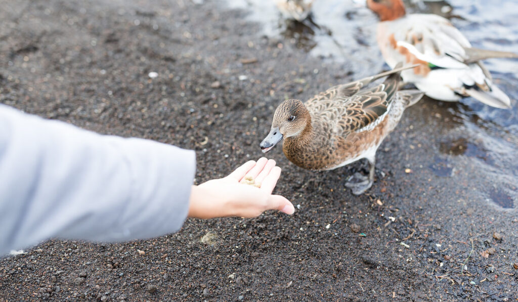 woman's hand feeding wild duck