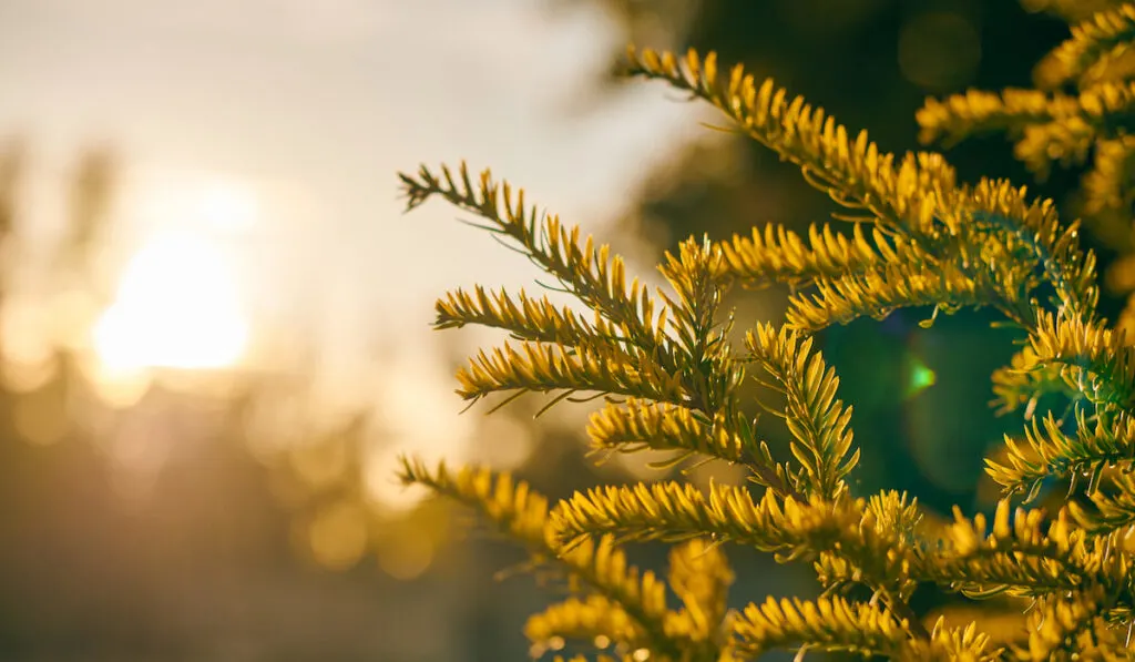 yew tree in beautiful sunlight