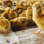 When Can Chicks Move Outside?